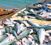Снижение отпускных цен на лососей «съедается» удорожанием доставки