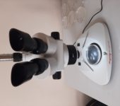 Исследования кормов на токсичность на стилонихиях на новом микроскопе.