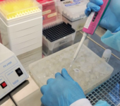 Исследование на выявление генома вируса Блютанга методом ПЦР