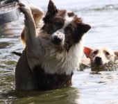 Обеспечение безопасности домашних животных при паводке, наводнении