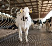Маркировка и учет сельскохозяйственных животных