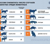 За май 2024 года в РФ выявили 81 случай бешенства среди животных.