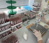 Исследование проб сывороток крови лошадей, крупного и мелкого рогатого скота на бруцеллез, САП.